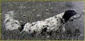 Setter Anglais CLEMENT DEL PIZZO STELLA Setter Anglais CLEMENT DEL PIZZO STELLA